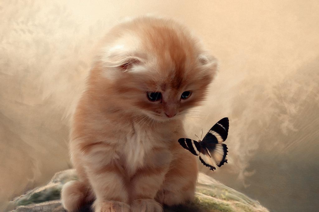 Сказка про котенка Тосю и бабочку